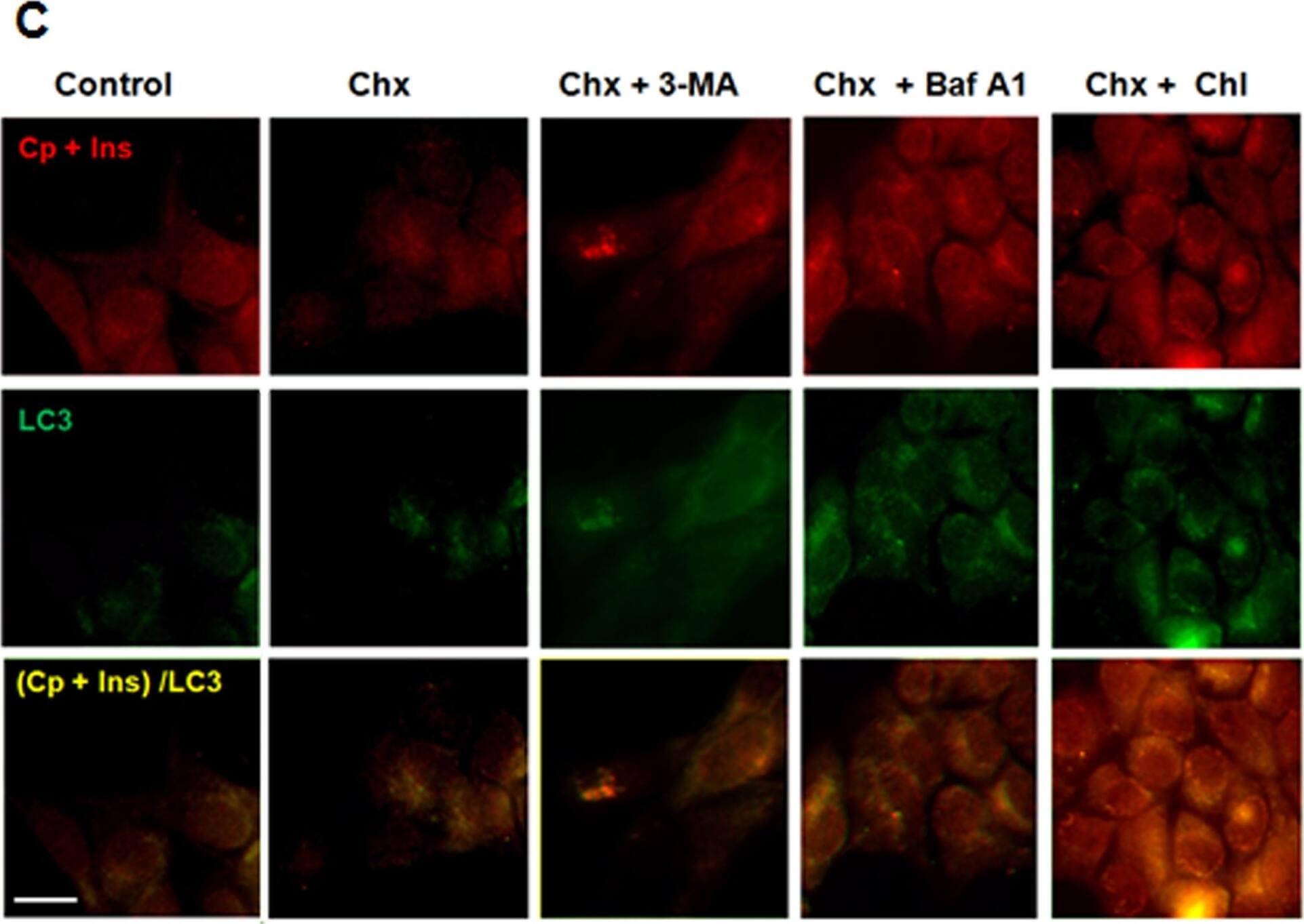 LC3A Antibody - BSA Free