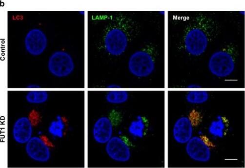 LC3A Antibody - BSA Free