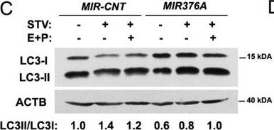 LC3A Antibody - BSA Free