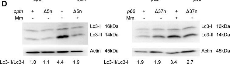 LC3A Antibody - BSA Free