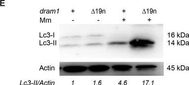 LC3A Antibody - BSA Free