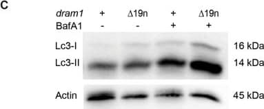 LC3A Antibody - BSA Free