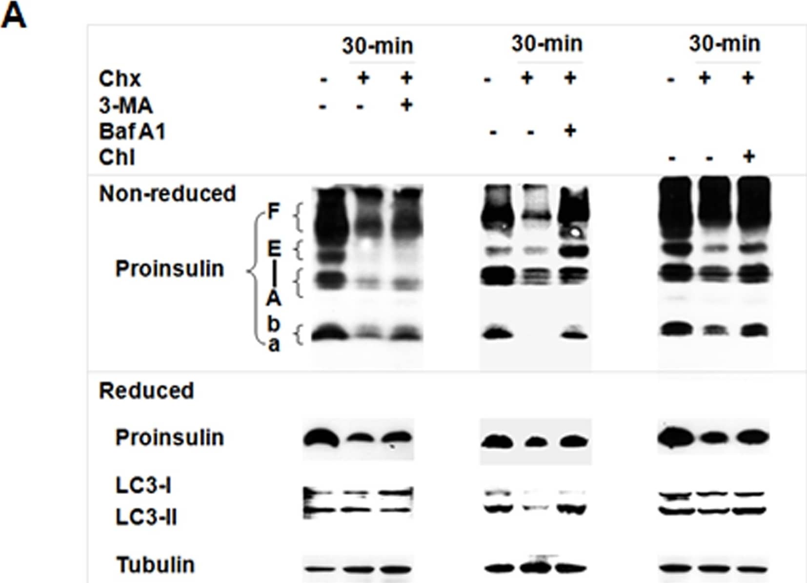 LC3A Antibody - BSA Free