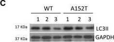 LC3A Antibody - BSA Free