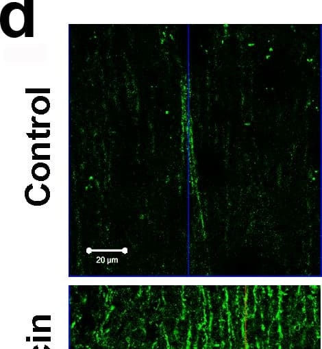 LC3A Antibody - BSA Free