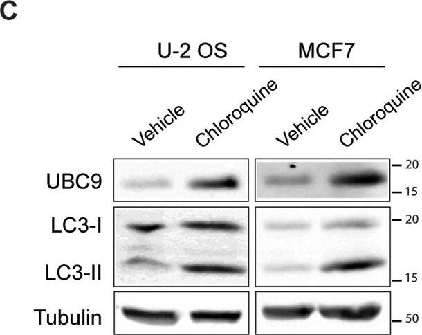 LC3A Antibody - BSA Free