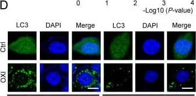 RFC4 Antibody - BSA Free