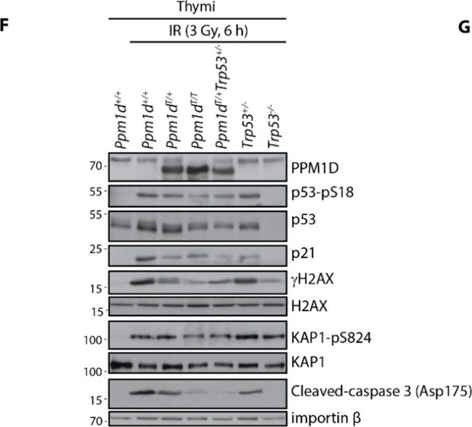 KAP1 [p Ser824] Antibody