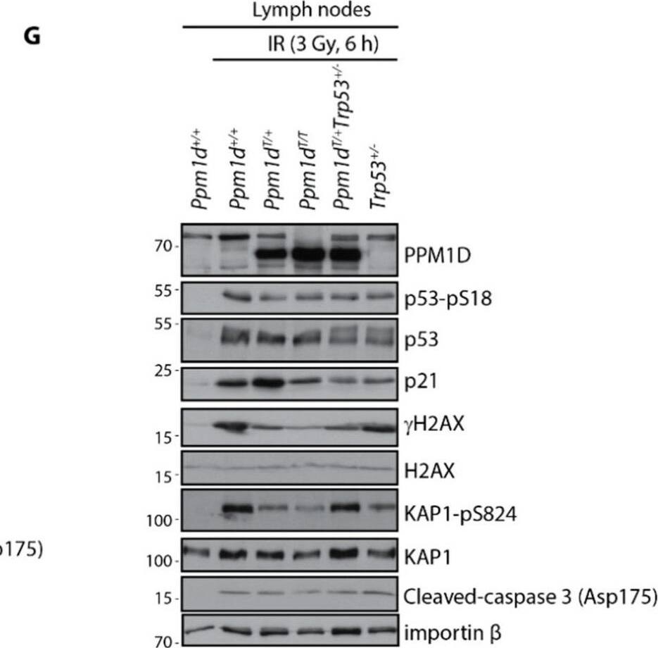 KAP1 [p Ser824] Antibody