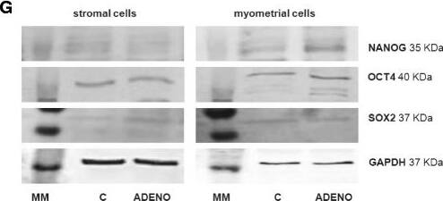OCT4 Antibody - BSA Free