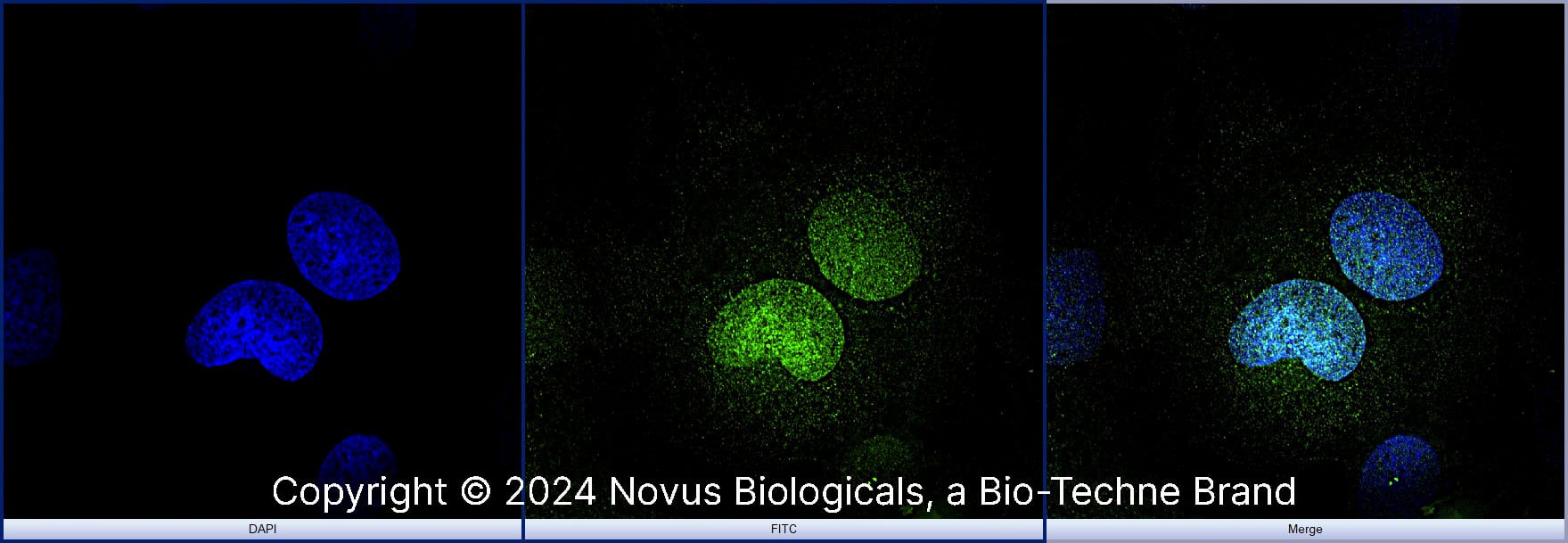 OCT4 Antibody [Alexa Fluor® 488]