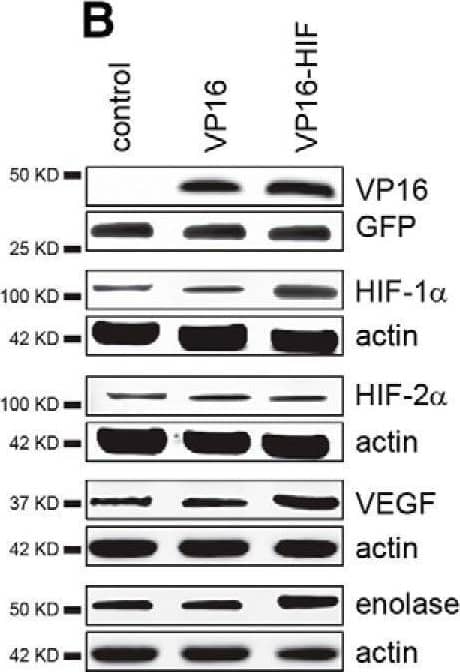VEGF Antibody - BSA Free