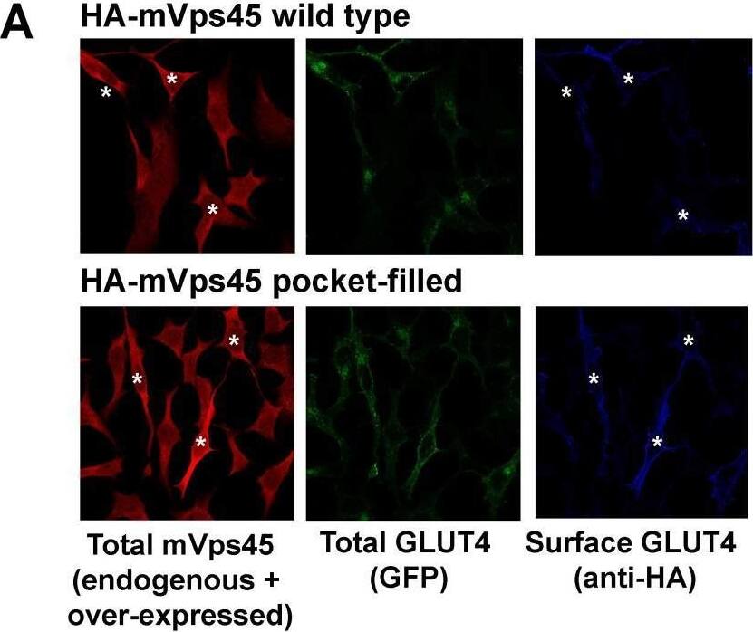 VPS45 Antibody