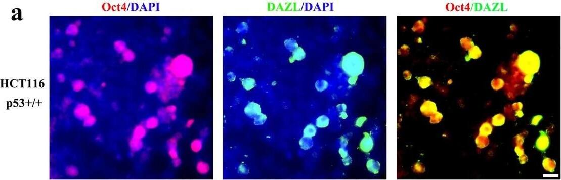 DAZL Antibody