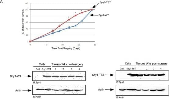 Speedy/Ringo Antibody