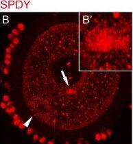 Speedy/Ringo Antibody