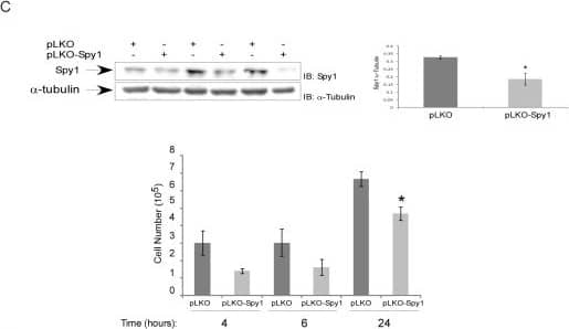 Speedy/Ringo Antibody