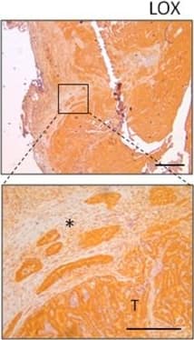 LOX Antibody - BSA Free