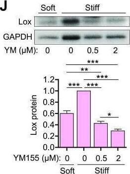LOX Antibody - BSA Free
