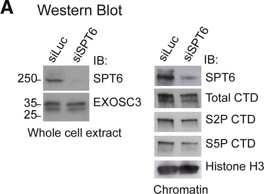 Spt6 Antibody