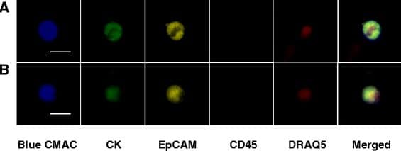 CD45 Antibody (HLe-1(2D1)) [Alexa Fluor® 594]