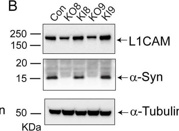 L1CAM Antibody (UJ127.11) - BSA Free
