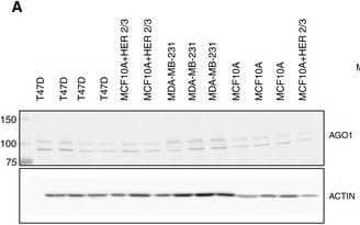 AGO1/EIF2C1 Antibody