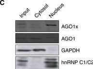 AGO1/EIF2C1 Antibody