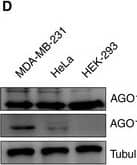 AGO1/EIF2C1 Antibody