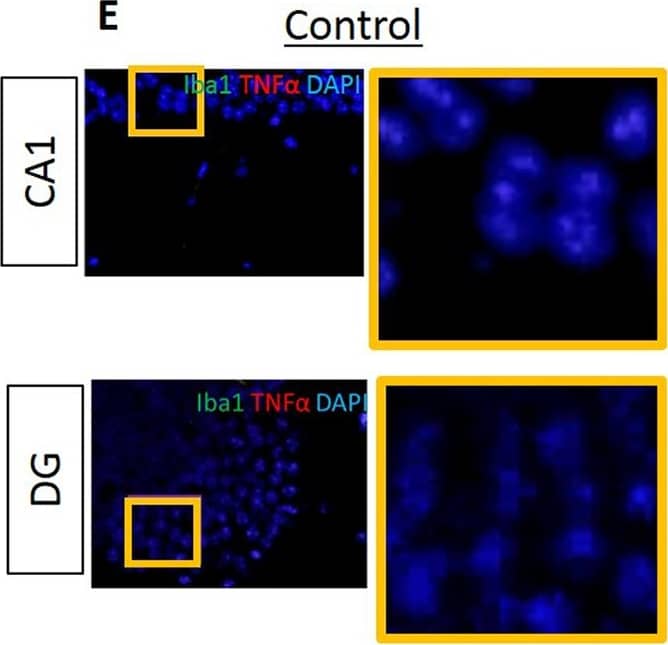 AIF-1/Iba1 Antibody