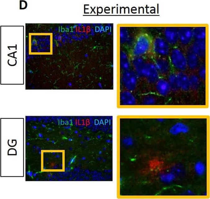 AIF-1/Iba1 Antibody