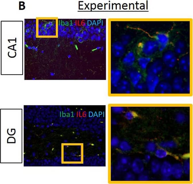 AIF-1/Iba1 Antibody