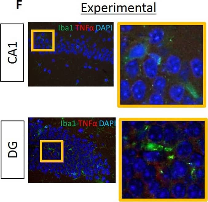 AIF-1/Iba1 Antibody