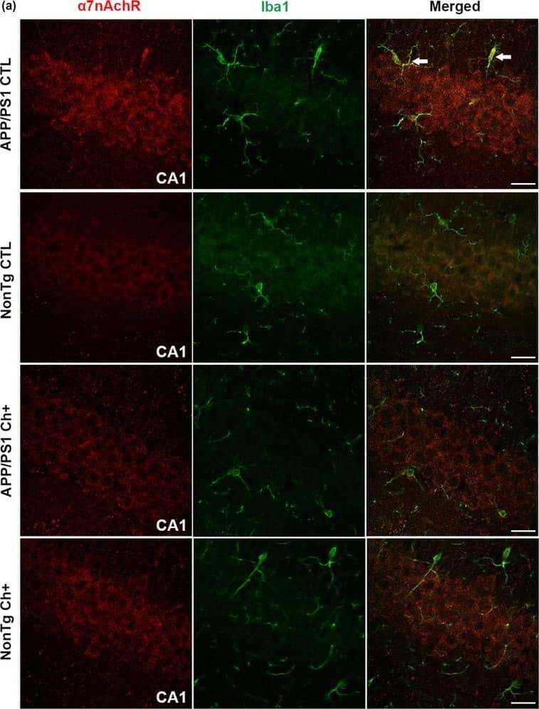 AIF-1/Iba1 Antibody