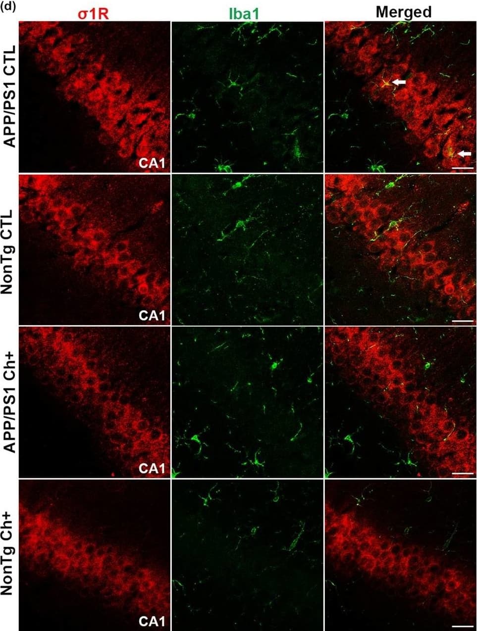AIF-1/Iba1 Antibody