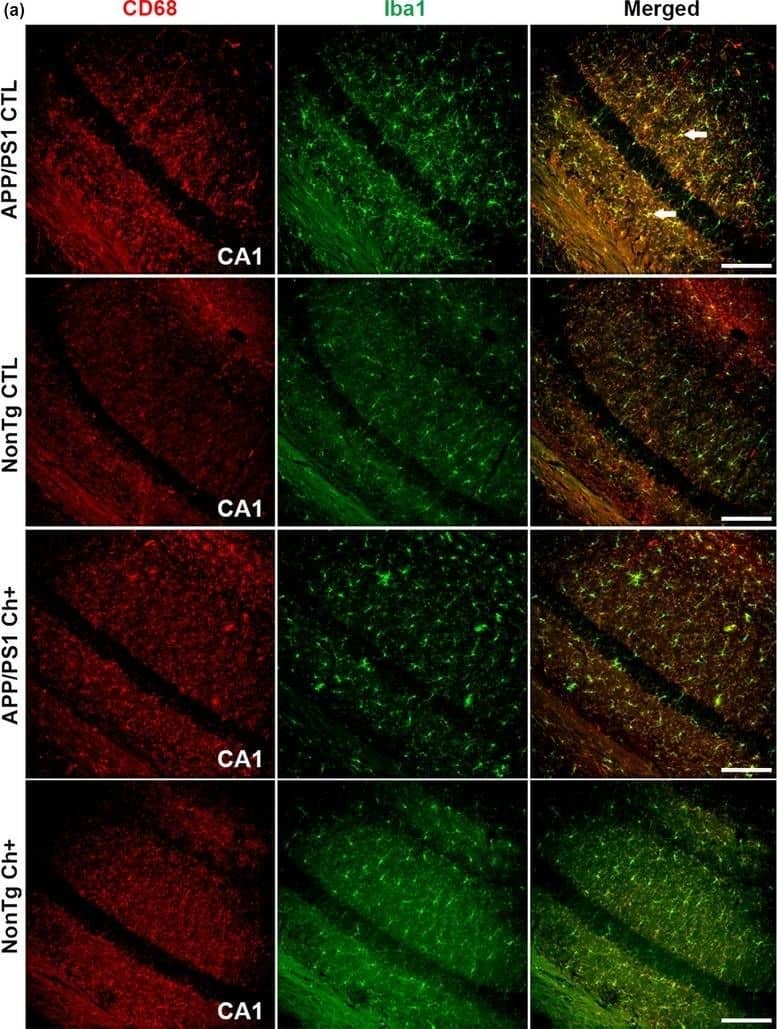 AIF-1/Iba1 Antibody