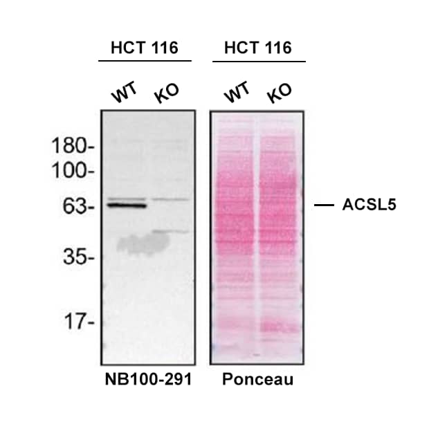 Western Blot Shows Human ACSL5 Specificity Using Knockout Cell Line.