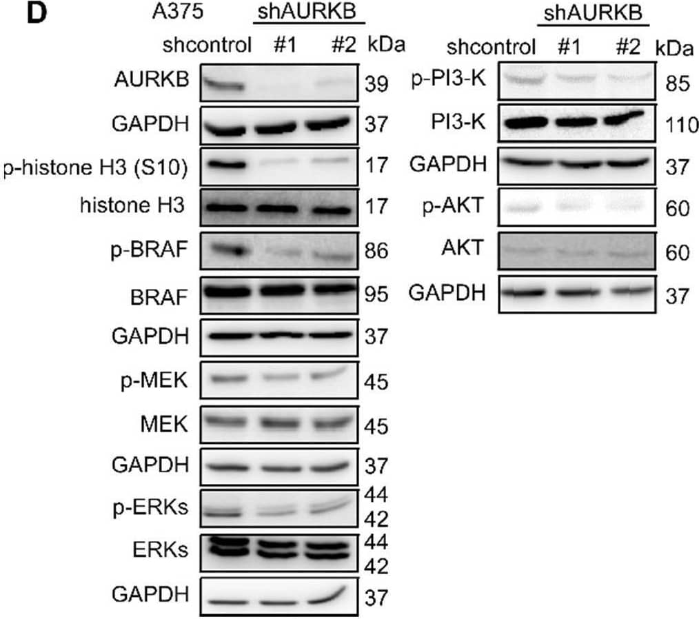 Aurora B Antibody - BSA Free