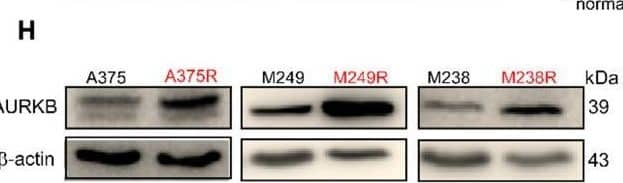 Aurora B Antibody - BSA Free