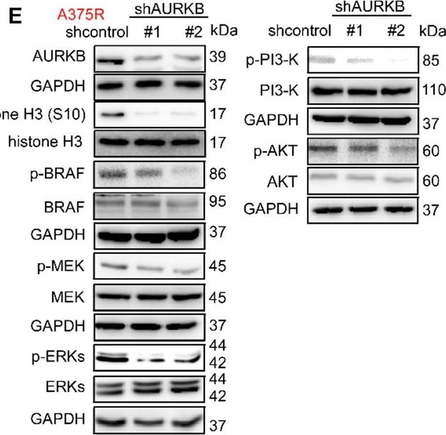 Aurora B Antibody - BSA Free