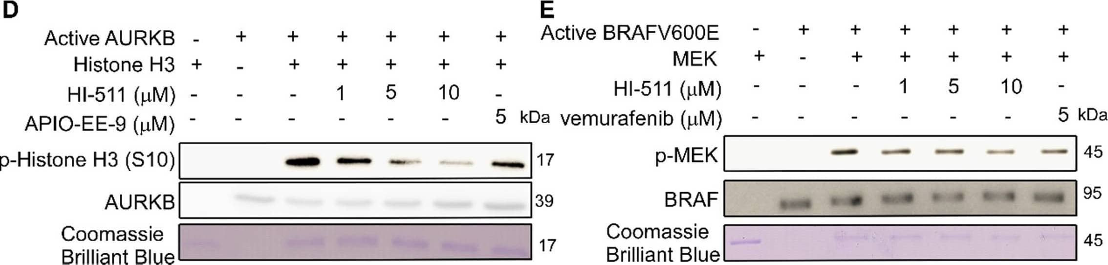 Aurora B Antibody - BSA Free