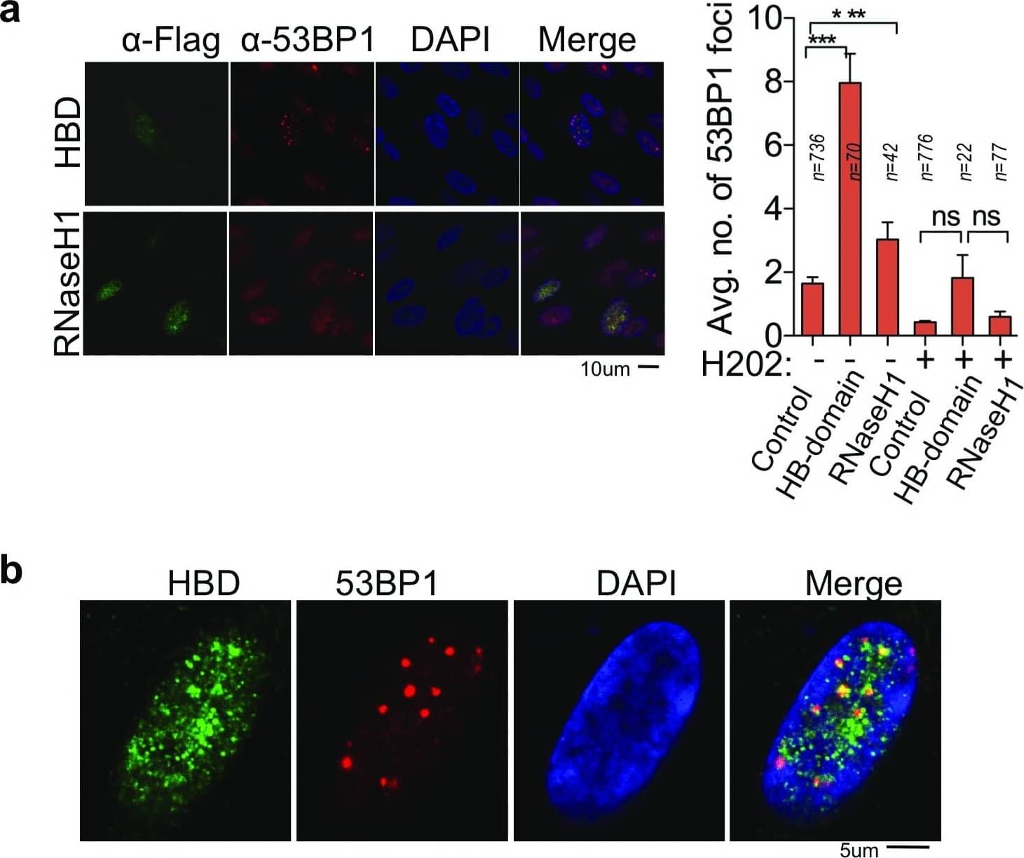 53BP1 Antibody - BSA Free