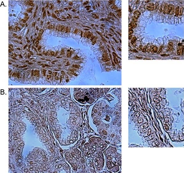 53BP1 Antibody - BSA Free