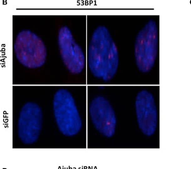 53BP1 Antibody - BSA Free