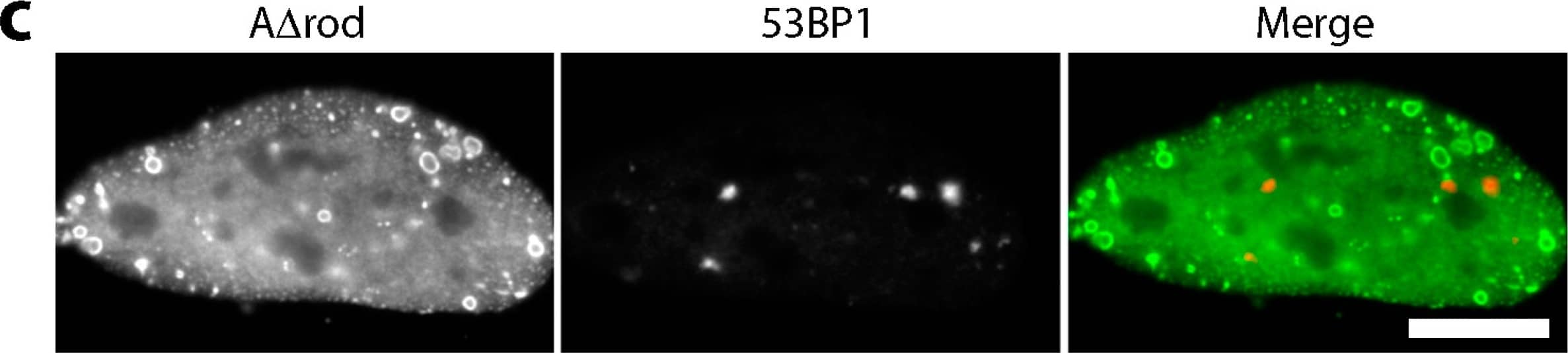 53BP1 Antibody - BSA Free