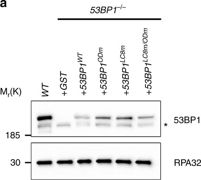 53BP1 Antibody - BSA Free
