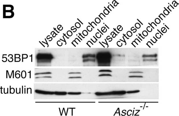 53BP1 Antibody - BSA Free