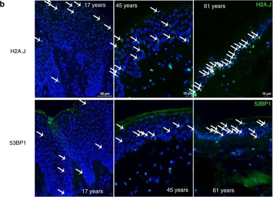 53BP1 Antibody - BSA Free