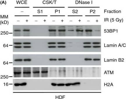 53BP1 Antibody - BSA Free