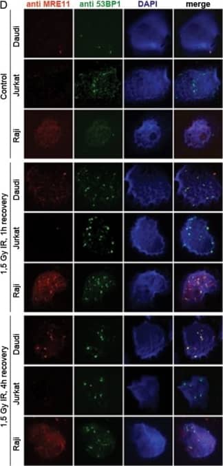 53BP1 Antibody - BSA Free